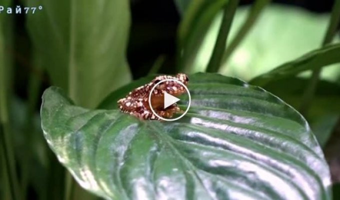 Летающие лягушки маскируются под фекалии, чтобы их не съели хищники