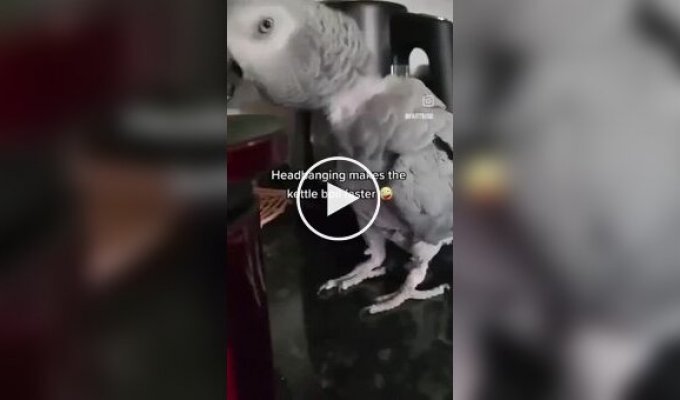 Parrot pretends to be sick