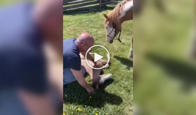 Helping a newborn foal