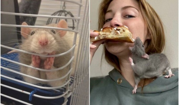 30 фото с домашними крысами, которые доказывают, что они - милейшие питомцы (31 фото)