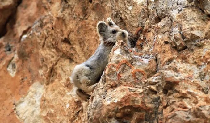 Ili Pika: A Living "Cartoon" Almost No One Has Seen (4 photos)