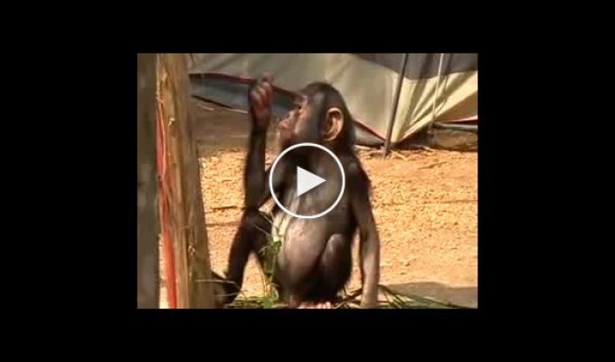Шимпанзе кушает