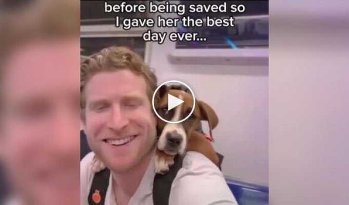 Блогер придумал необычный способ помогать бездомным собакам находить хозяев