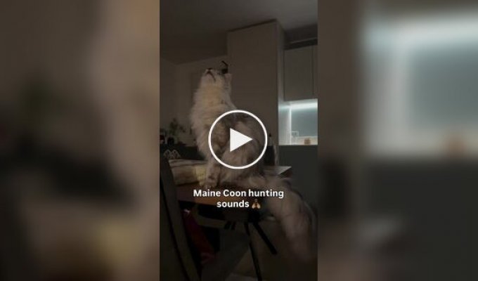 The sounds Maine Coons make while hunting