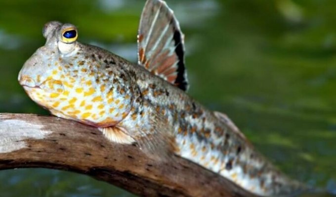 Mudskipper - a fish that walks on land (3 photos + 1 video)