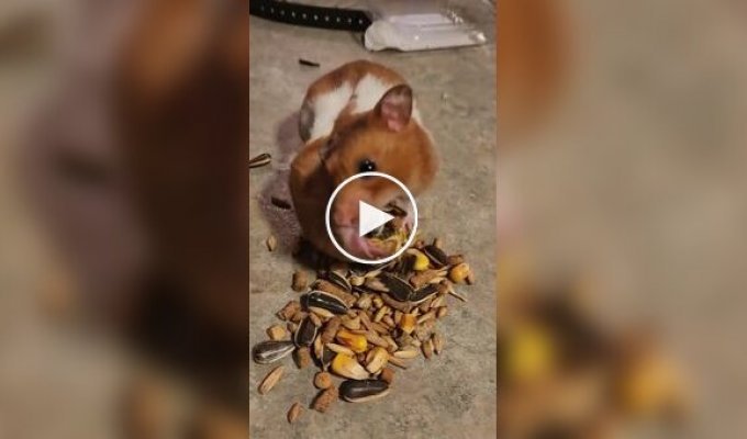 Самый щекастый хомяк