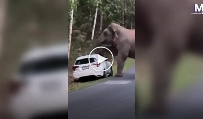 В Таиланде голодный слон разрушил машину ради фруктов