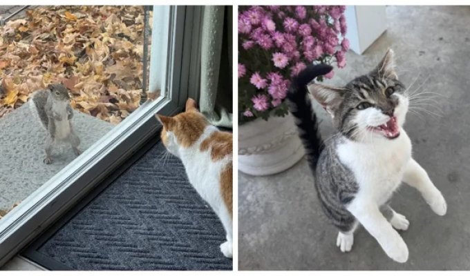 22 ритуала и занятия ноябрьских котиков (23 фото)