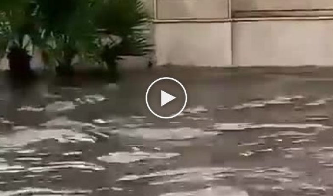 Кот своими силами пытается спастись от наводнения