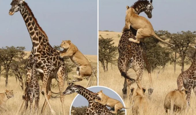 Жираф: 5 секретов гиганта (16 фото)