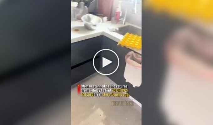 Яйца на завтрак тоже бывают с подвохом: жительница Китая купила три десятка яиц, а получила цыплят