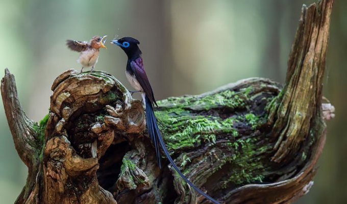 25 трогательных фотографий птиц, заботящихся о своих птенцах (25 фото)