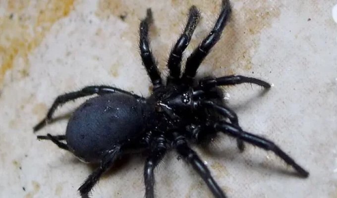 A giant poisonous spider arrived in Britain as a "hare" along with olives (2 photos + 1 video)