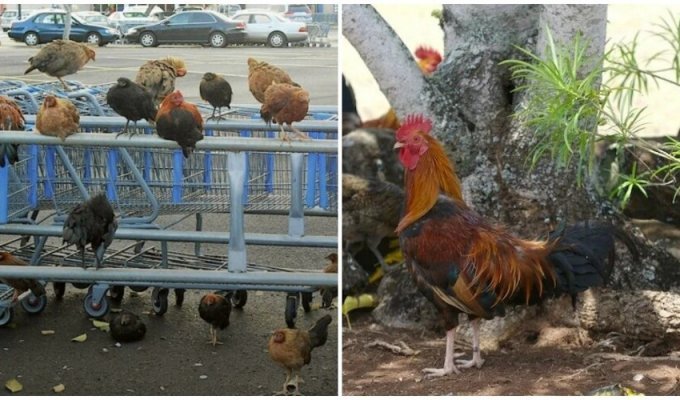 Incredibly smart roosters have captured the Hawaiian island (5 photos)