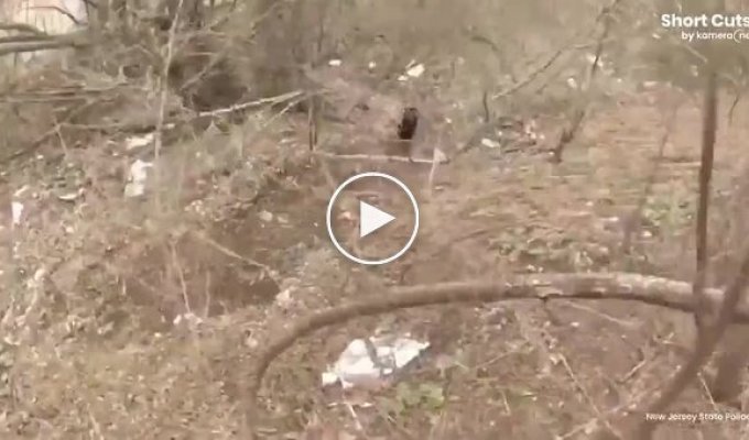 В Нью-Джерси полицейские спасли медвежонка, сидевшего в одиночестве на дороге