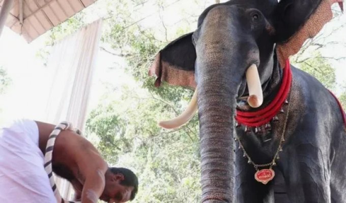 In India, a temple elephant was replaced with a mechanical one (5 photos)