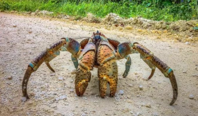 Самый опасный краб на Земле (5 фото)