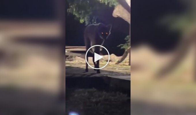 Гривистый волк желает познакомиться