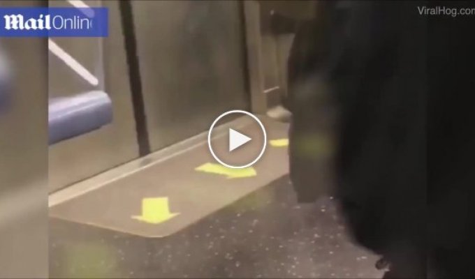 Крыса в вагоне ньй-йоркского метро навела панику у пассажиров