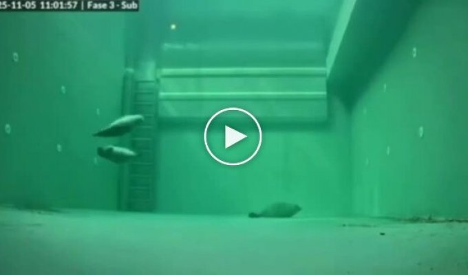 Как тюлени спят под водой