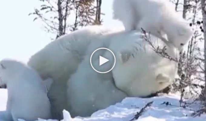 Белые медведи и сложности материнства