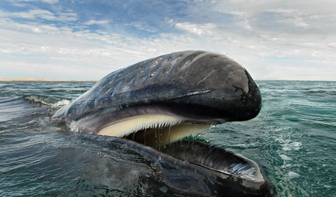 Уже 25 лет этот фотограф документирует жизнь дельфинов и китов (11 фото)