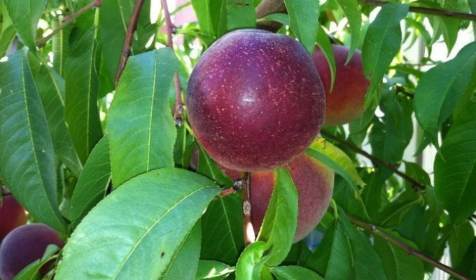 Звёздчатое яблоко (11 фото)