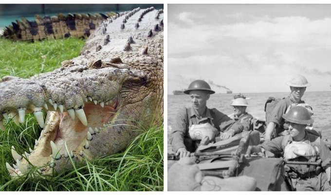 Tragedy on Ramri: the most massive attack of crocodiles or an established fake? (8 photos)