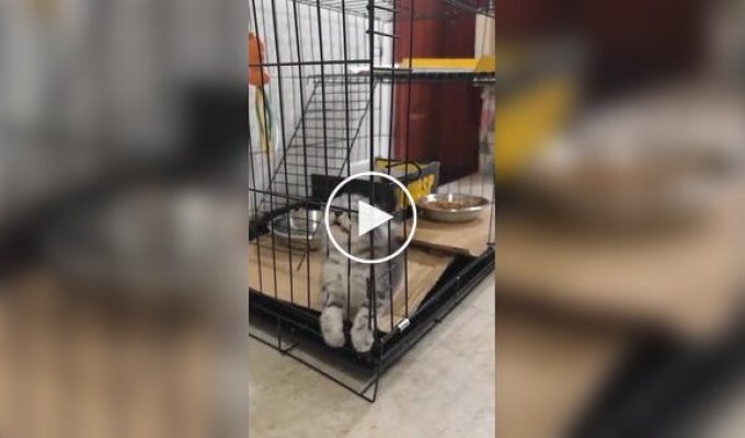 Забавные попытки котенка выбраться из клетки