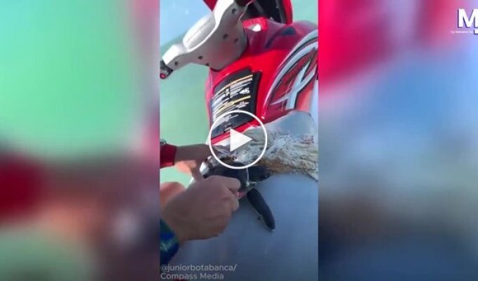 Чоловік врятував черепаху, що заплуталася в пластиці