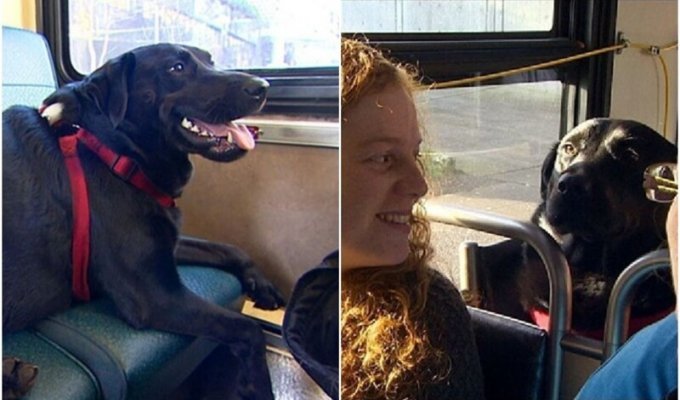 Самостоятельная собака ездит на автобусе в парк (10 фото + 1 видео)