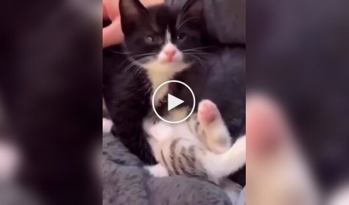 A kitten with a small battery