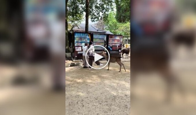 Как не стоит вести себя с оленями в японской Нара