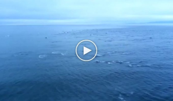 Более 1000 дельфинов плывущих рядом с паромом