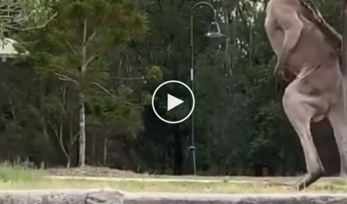 A huge kangaroo and a small dog staged fights without rules