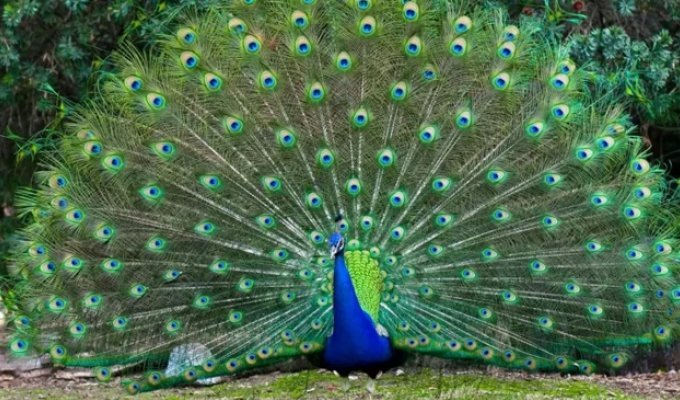 Ate a National Symbol: Indian Blogger Sent to Prison for Roasting Peacock (4 photos)