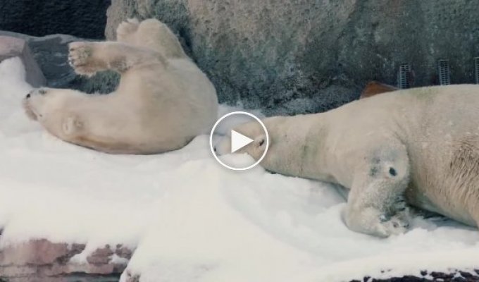 Реакция белого медведя на завезенный специально для него снег