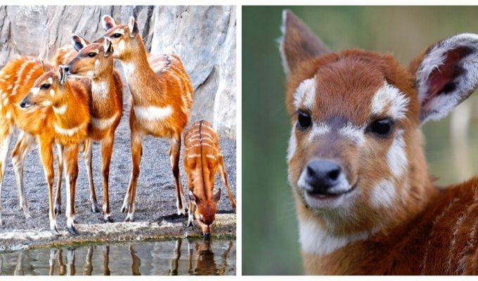 Sitatunga: life in the swamps and its consequences (10 photos + 1 video)