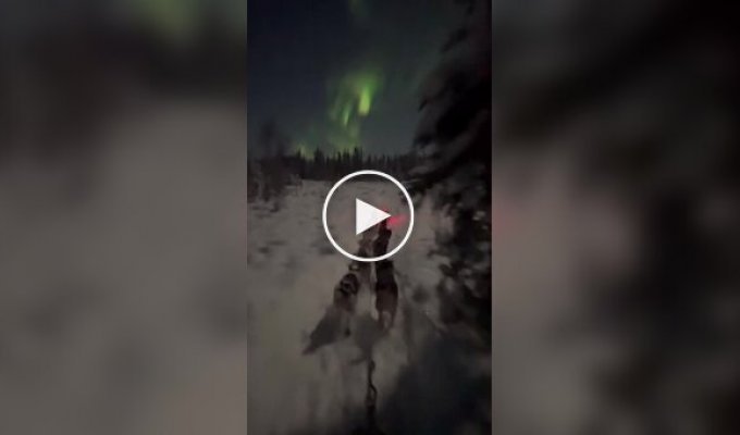 Нічна поїздка в собачій упряжці