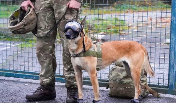 Ammunition for Millions: Dogs in the British Army to Receive Modern Equipment (3 photos)