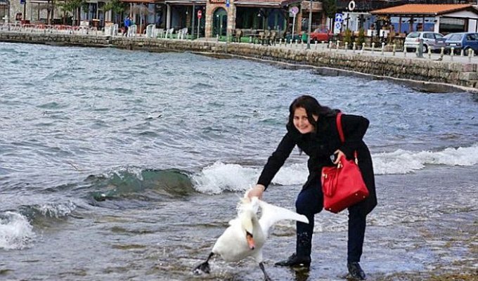 В Македонии туристка насмерть замучила лебедя ради фотосесси (3 фото)