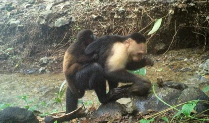 Эксперты пытаются выяснить, почему капуцины воруют детёнышей ревунов (8 фото + 1 видео)