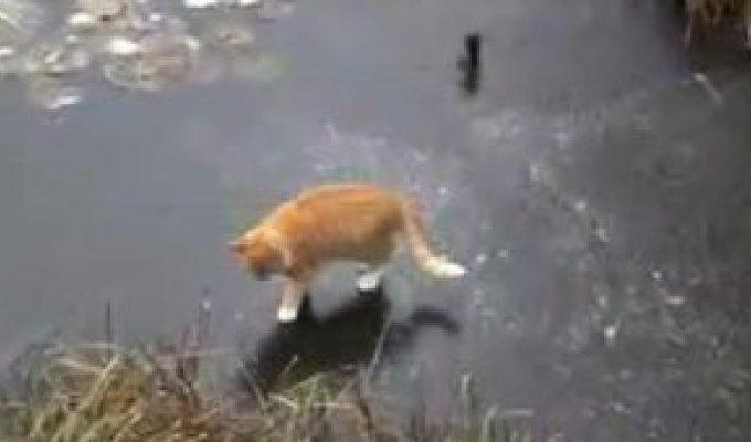 Котик вышел на рыбалку