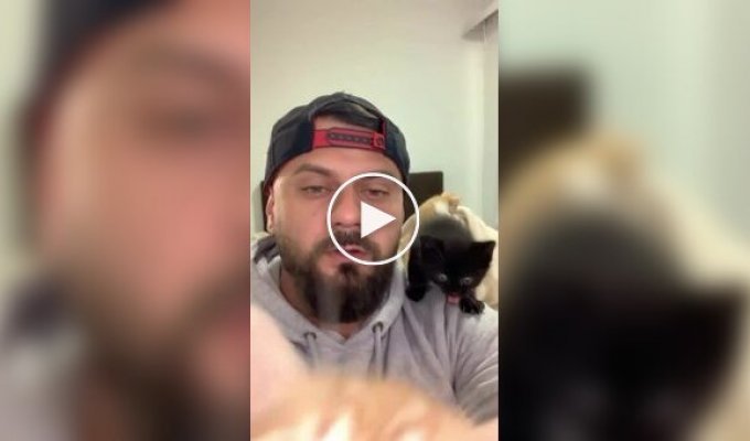 Кошачий нянь