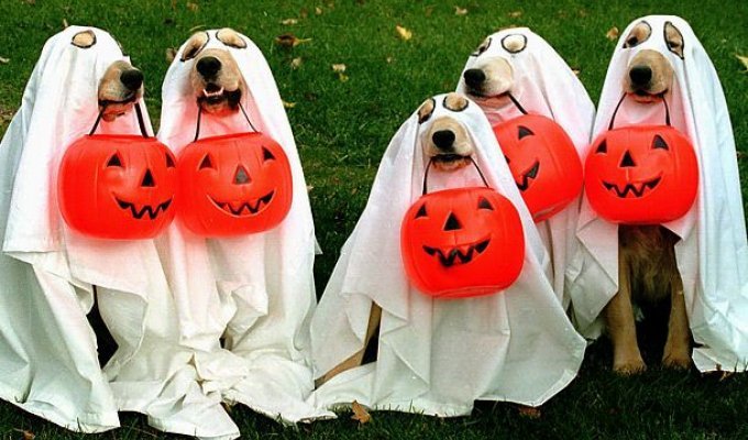 Животные тоже празднуют Halloween (16 фото)