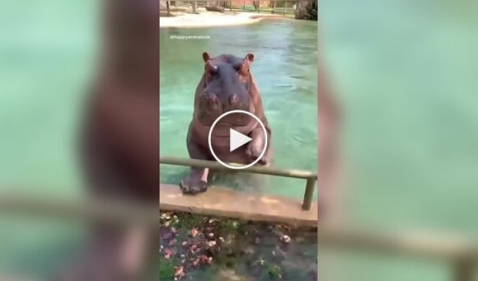 A hippopotamus made a funny dive into the water