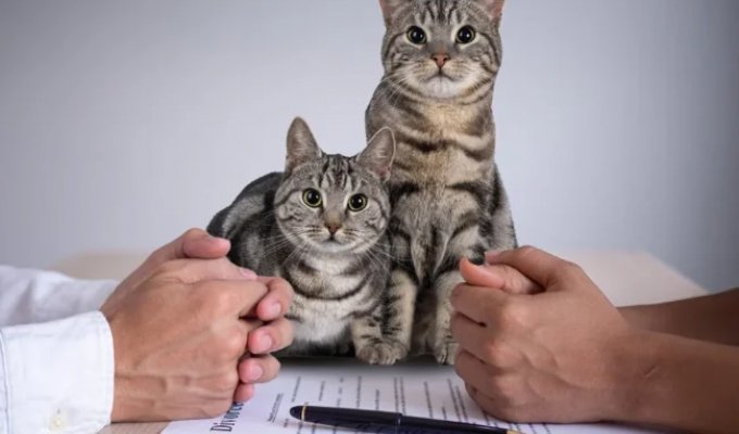 Турецкий тренд – алименты на котов (5 фото)