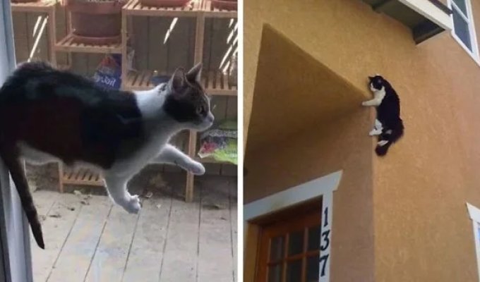 Defying Gravity: 30 Cats Who Couldn't Care Less About the Laws of Physics (32 Photos)