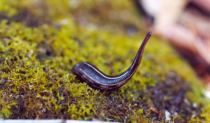 Leeches: what are they like in different parts of the world? (7 photos)