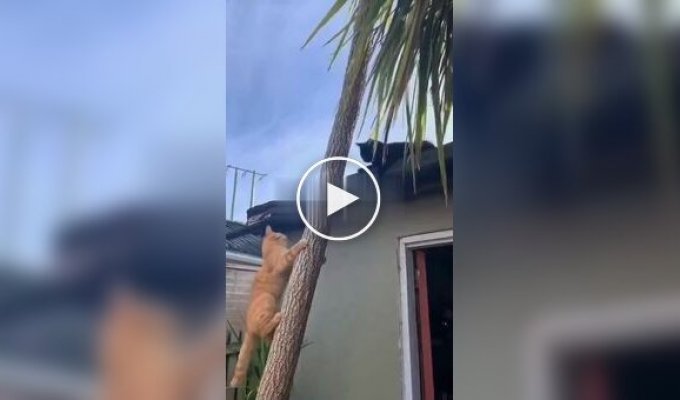 Мстительный слепой кот